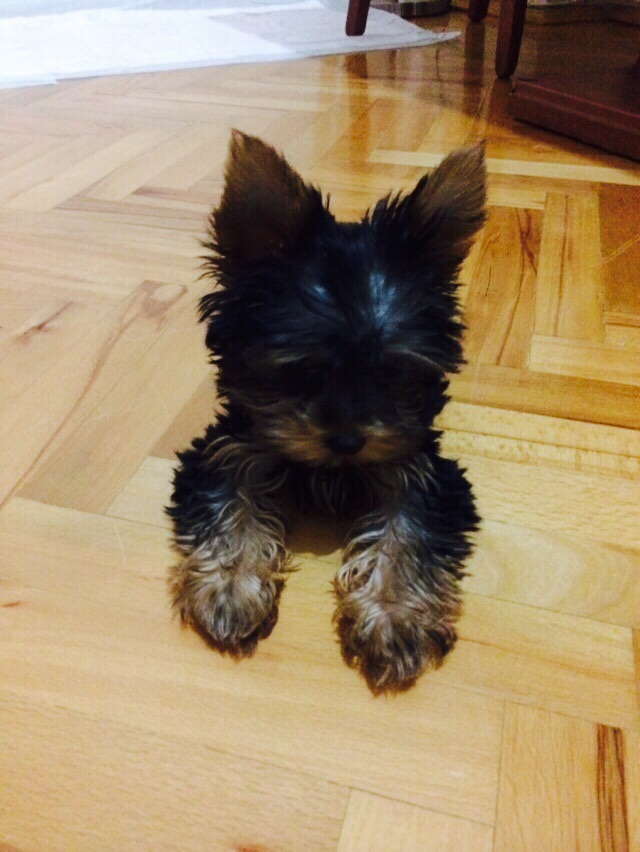 DogAcademy K pek iftli i E itim retim Ve Konaklama DogAcademy K pek iftli i E itim retim Ve Konaklama