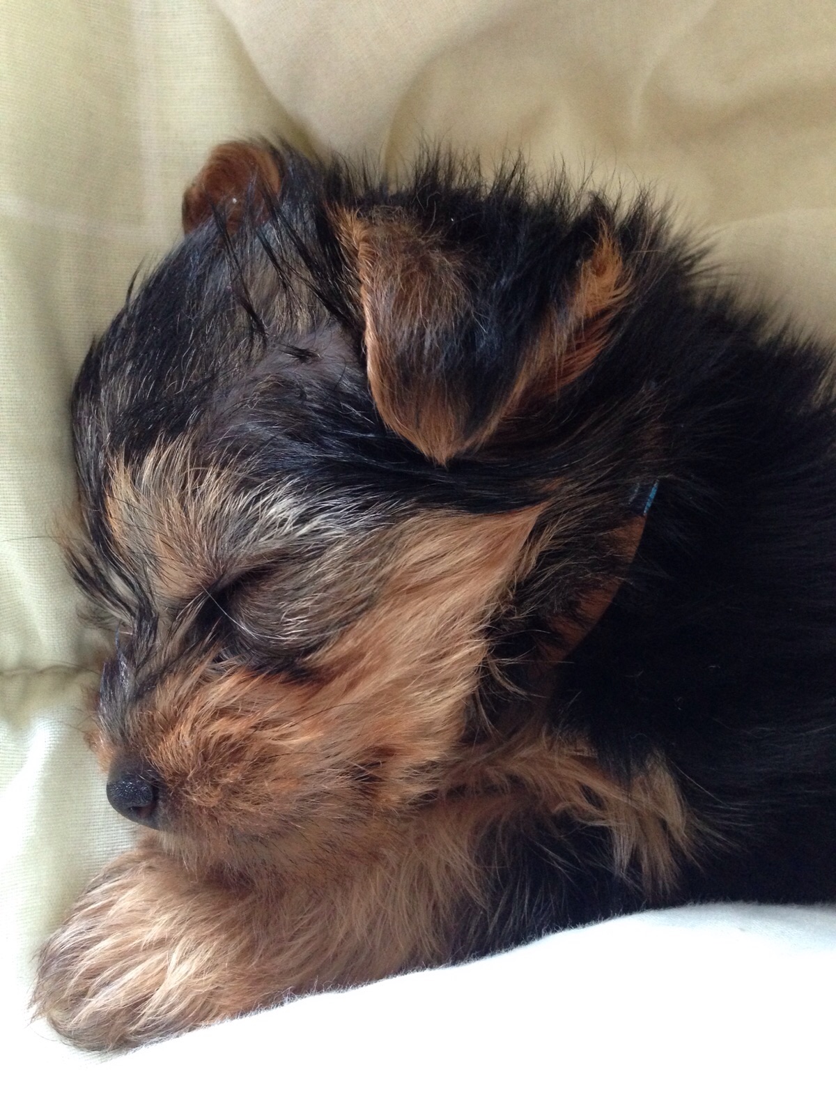 DogAcademy K pek iftli i E itim retim Ve Konaklama DogAcademy K pek iftli i E itim retim Ve Konaklama