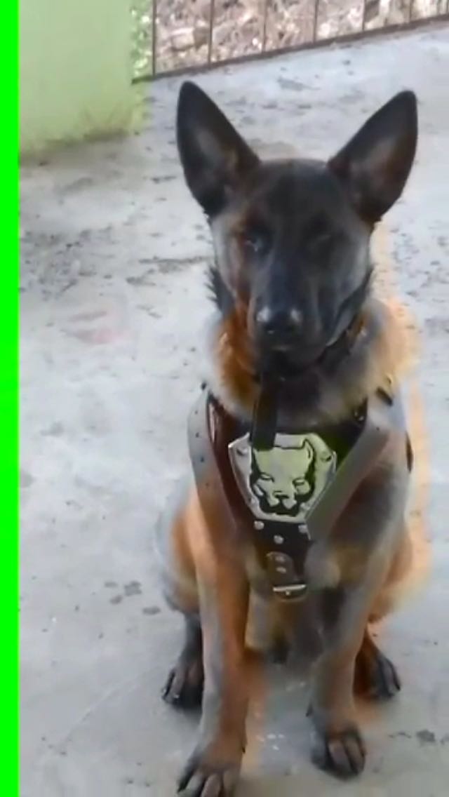 DogAcademy K pek iftli i E itim retim Ve Konaklama DogAcademy K pek iftli i E itim retim Ve Konaklama