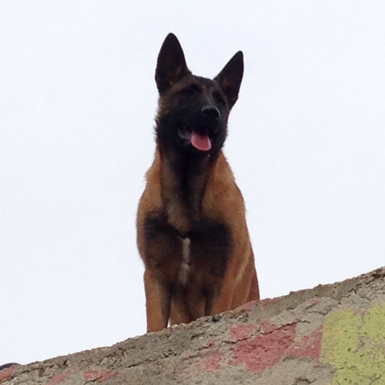 DogAcademy K pek iftli i E itim retim Ve Konaklama DogAcademy K pek iftli i E itim retim Ve Konaklama