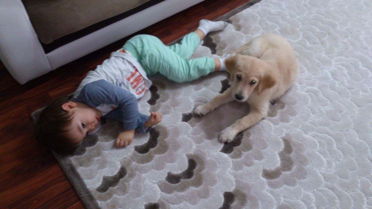 DogAcademy K pek iftli i E itim retim Ve Konaklama DogAcademy K pek iftli i E itim retim Ve Konaklama